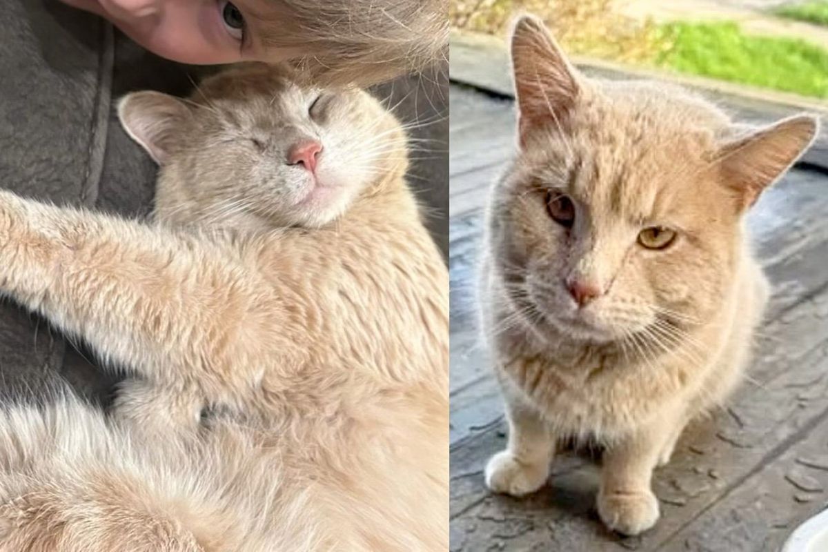 Cat Walks Straight into a Carrier and Never Looks Back, Turns Out He's the Chillest Cat Ever