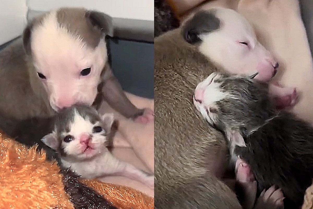 Kitten and Puppy Both Rejected from Their Litter Find Each Other and Form an Extraordinary Friendship