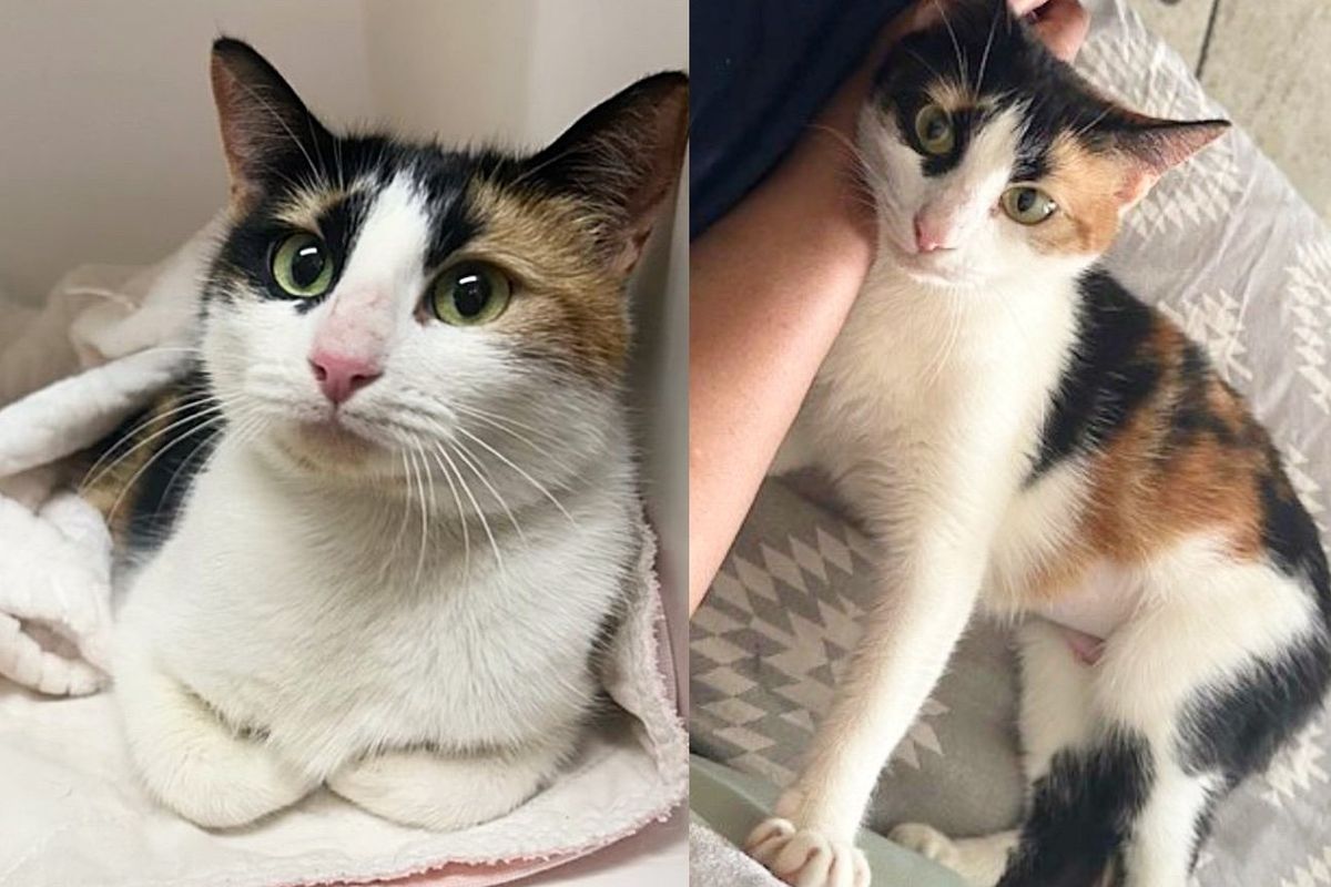 Cat Emerges from a Hole in a Wall and into the Hearts of People who Open Their Home to Her