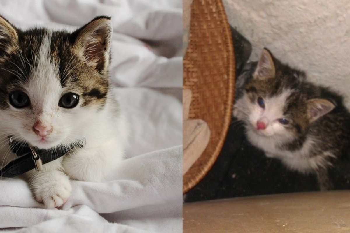 Man Saves a Helpless Feral and Turns Her Life Around