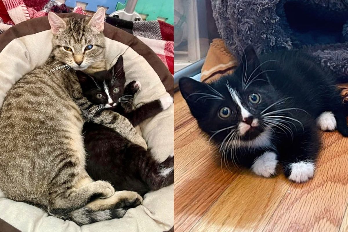 Cat Keeps Jumping into the Playpen of Another Rescued Kitten So They Can Be Together