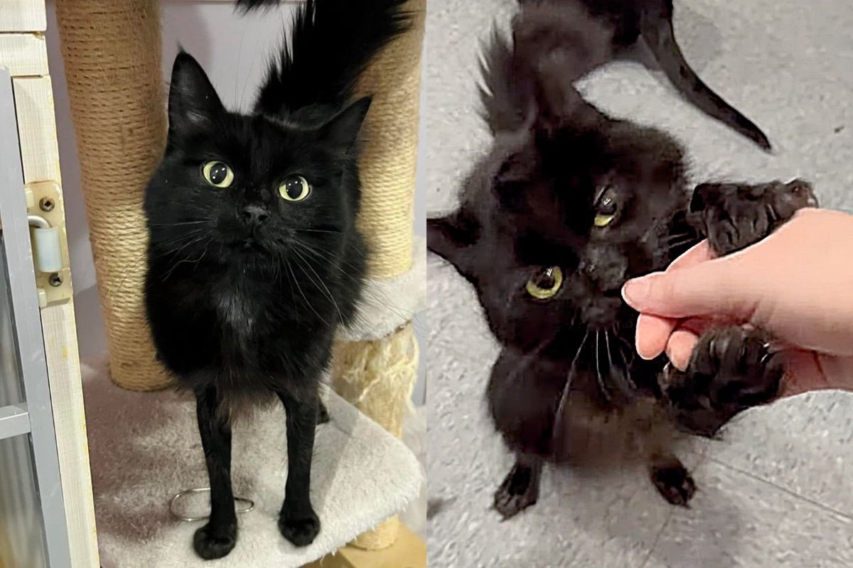 Cat with 'Tight Pants' Tries to Charm Every Person at Animal Shelter by Holding Their Hand