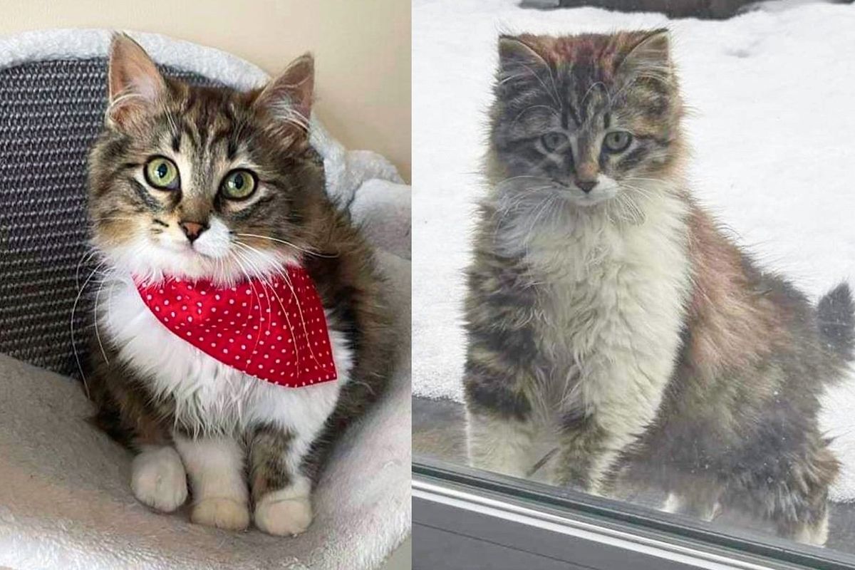 Kitten Peered into Patio Window and Noticed Comfy Indoor Life, She Wanted to Give It a Try