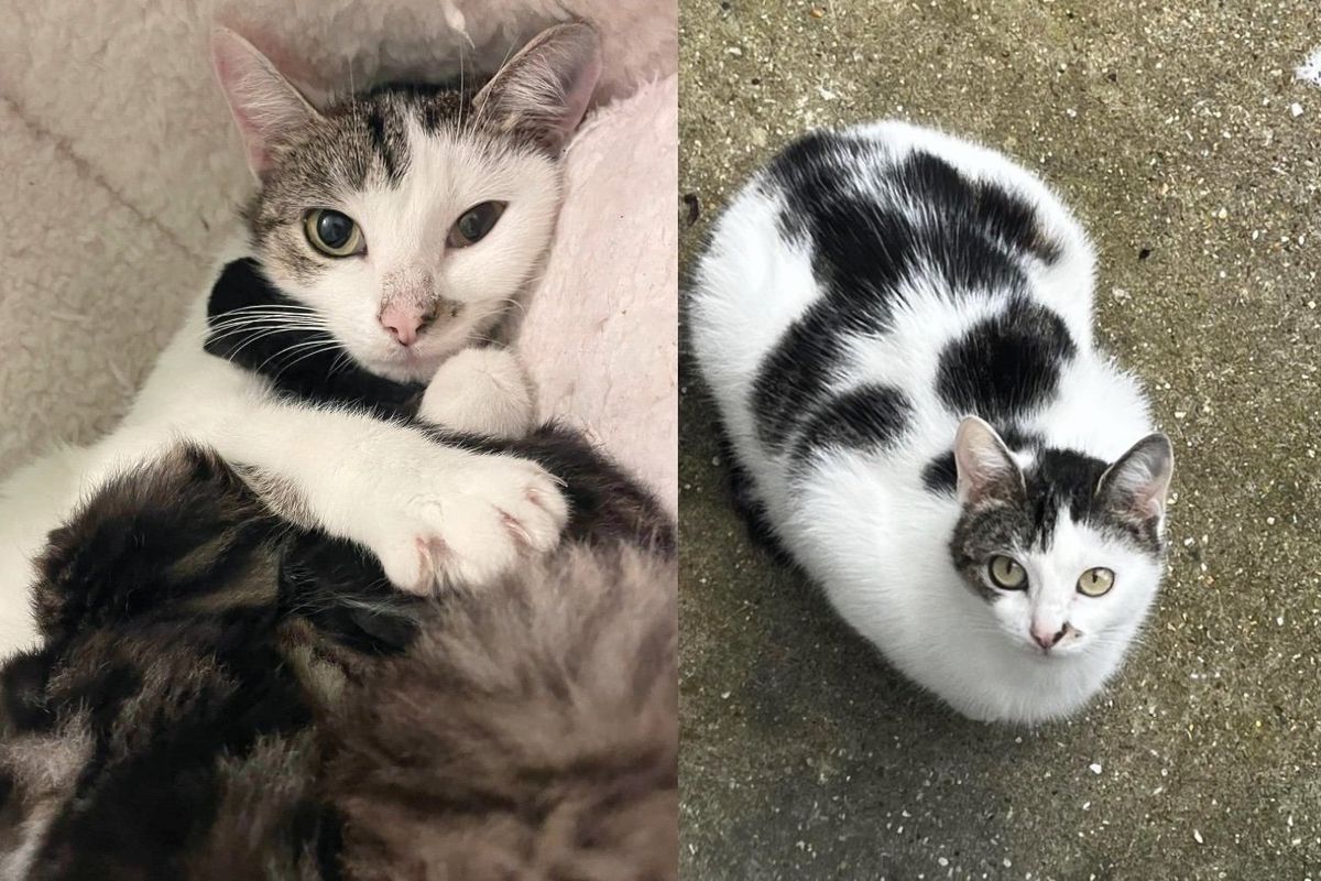 Stray Cat Found a Safe Place and Had Kittens the Next Day, She Went on to Accept Others Who Needed a Mother