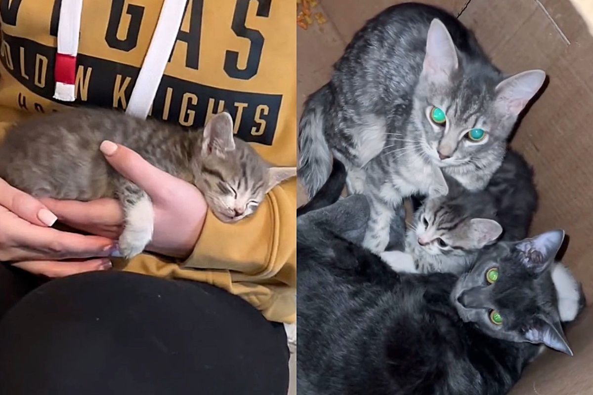 Residents Found Three Cats Caring for Kittens in a Box in the Hallway and Knew They Had to Help