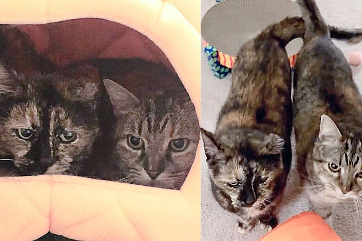 Bonded Cats Lived Under Porch All Their Lives, Then a Home Changed How They Viewed the World