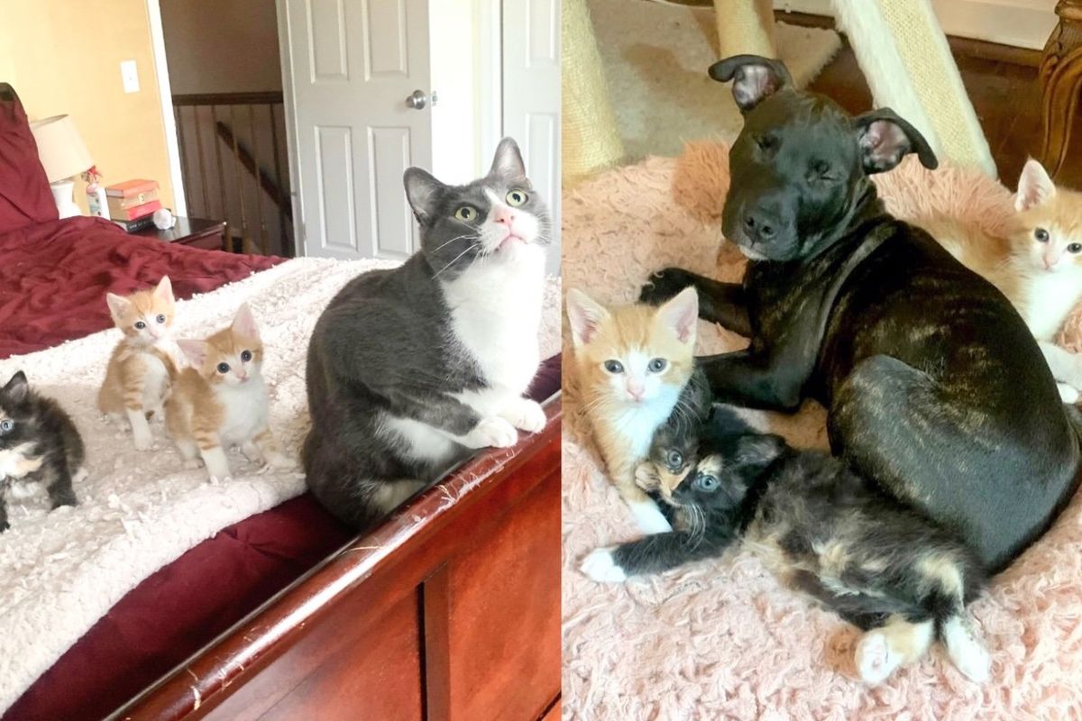 Kittens Found at Five Days Old, Now Follow Puppy and Resident Cat Around and Shower Them with Purrs