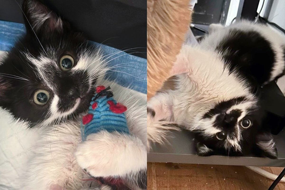 Kitten Sits Under a Car Until Help Arrives, Turns Out She Has the Heart of Lion and Unbreakable Spirit