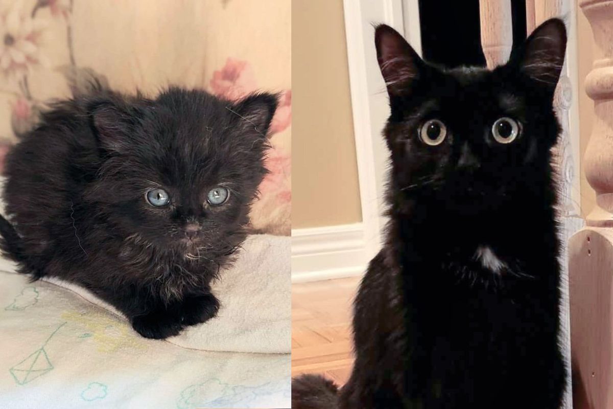 Kitten is Challenged in Every Way but Blossoms into Adorable 'Owl Cat' with a Second Chance