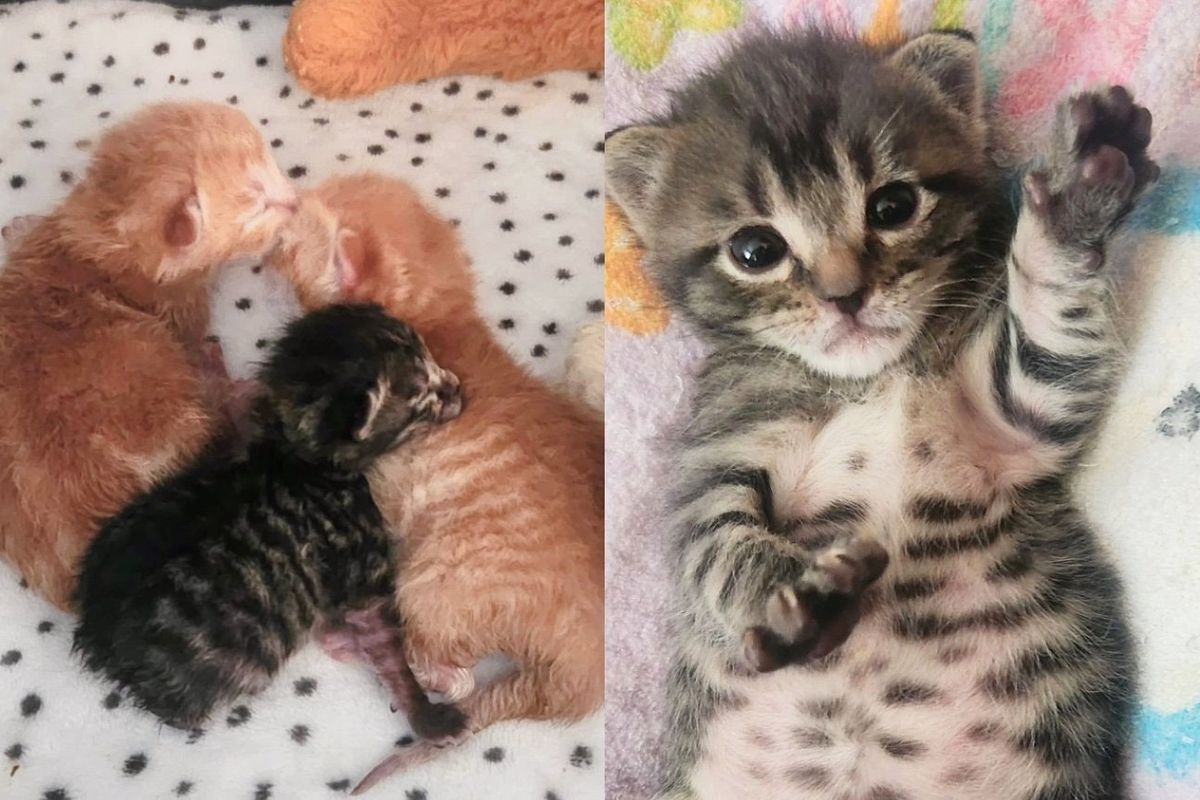 3 Newborn Kittens Wrapped in Paper Towels Left on Doorstep, One was Much Smaller but Had Mighty Will to Live