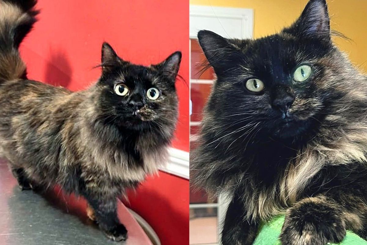 Cat Found Under Deck with Kittens, After 300 Days of Searching, She Finds Person Who Gets Her