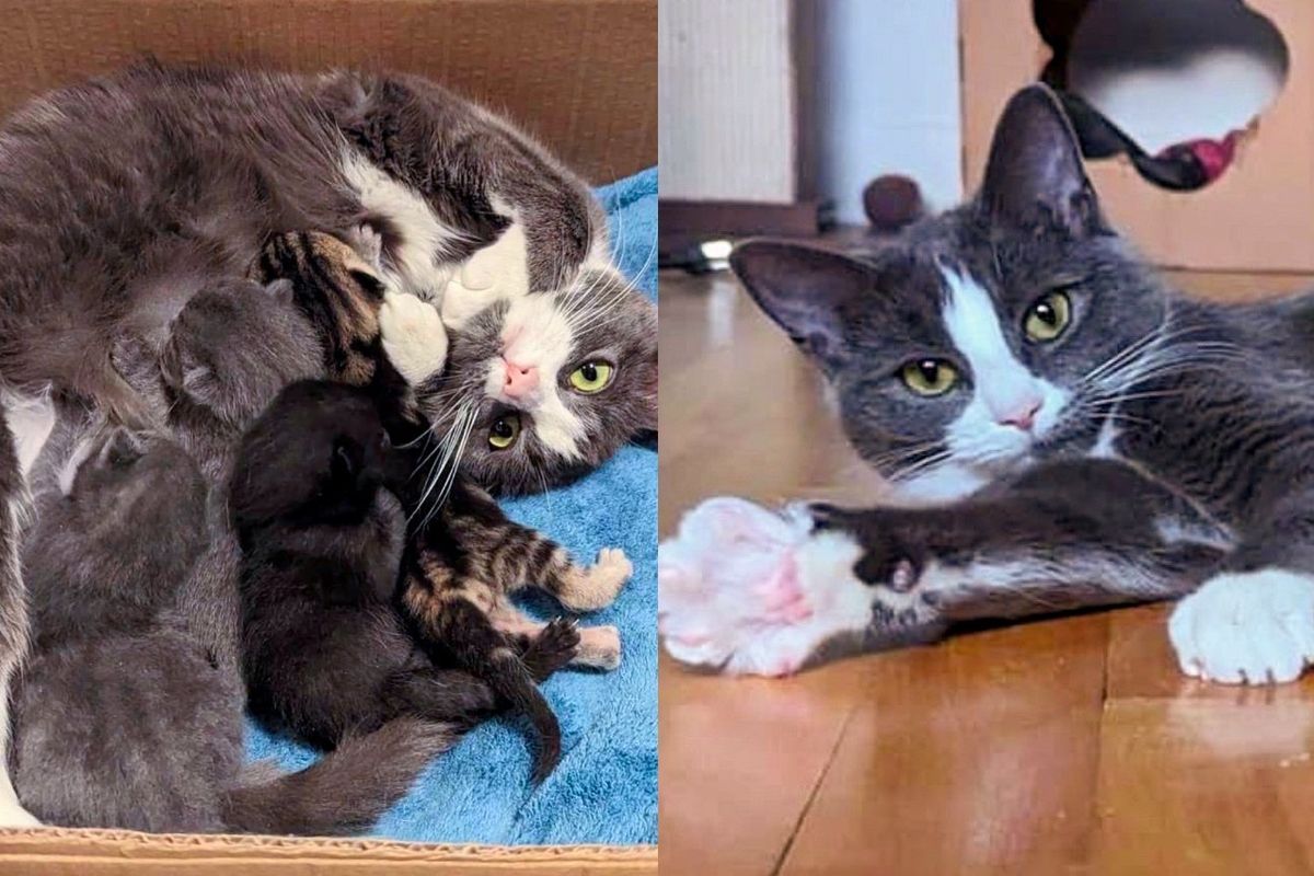 Forgotten Cat Steps Right into a Carrier, Drawn by the Promise of a Cozy and Secure Home for Her Kittens