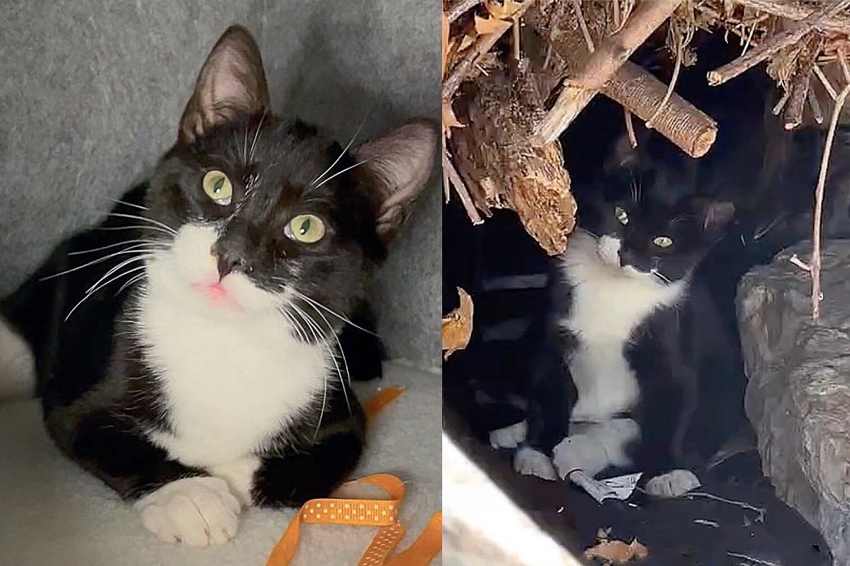 Kitten Stumbling Through Brush Pile Becomes Most Spirited Cat After Discovering Comforts of a Warm Retreat