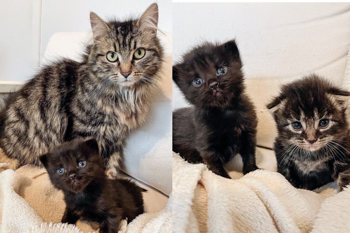 Cat Seen Carrying Tiny Kittens on Top of a House, Through Kindness Their Future Takes a Wonderful Turn
