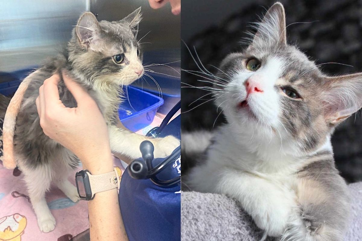 Street Kitten Faces Numerous Challenges but Begins to Thrive Thanks to Those Who Believe in Him