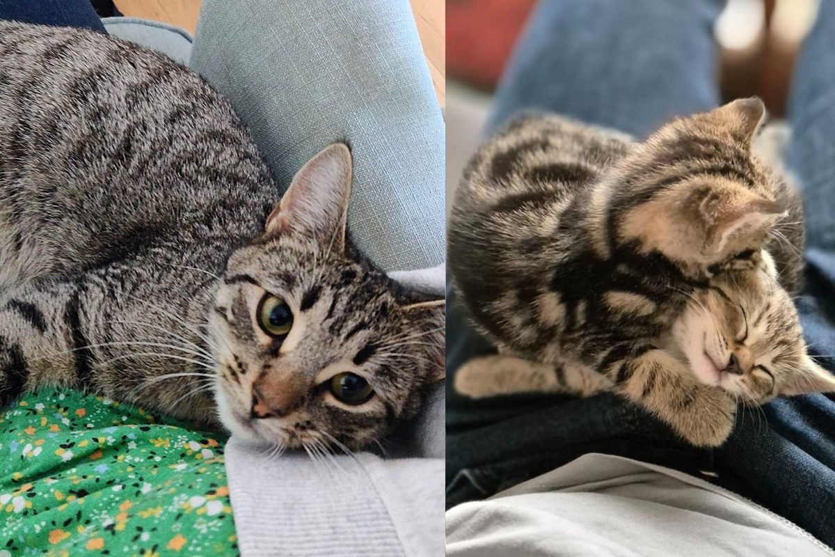 Cat Settles in Cold Shed to Prepare for Kittens But Later Discovers Perfect Dwelling She's Longed for