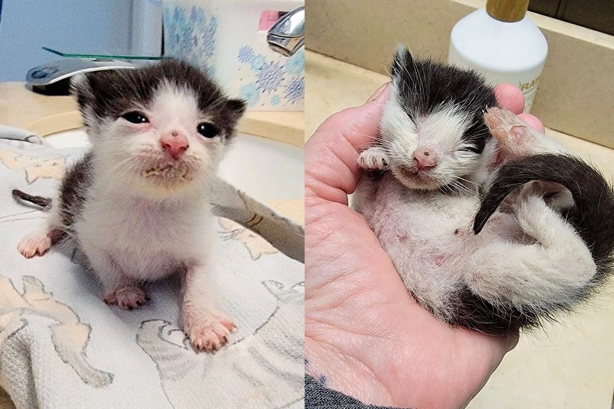 Kitten Fell from Mobile Home, Tiniest of All, But Let Nothing Stand in Her Way of Becoming Stunning Cat