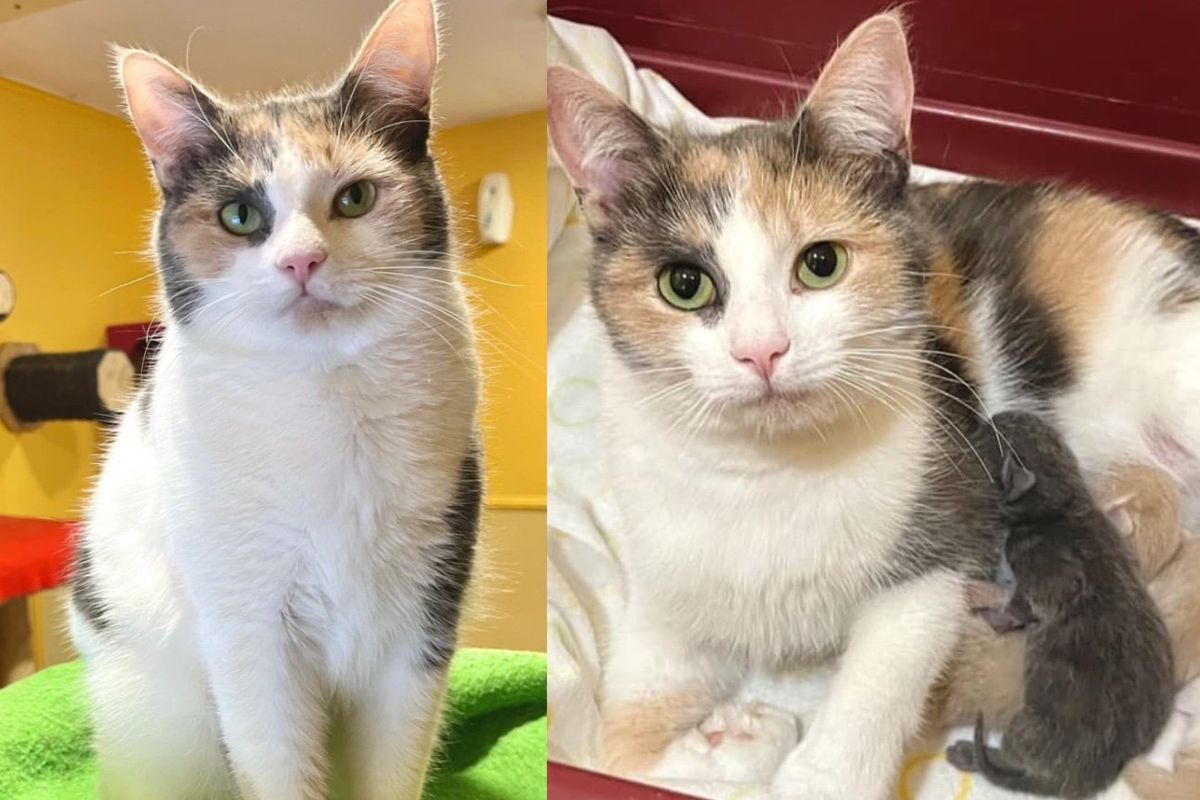 Cat Spent a Whole Year at Adoption Center Dreaming of Her Own Abode and Finally Had Her Fairy Tale Ending