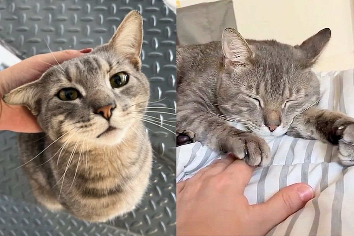 Cat Who Lost His Home Attached Himself to the People Who Took Him in, Sticking with Them All Day