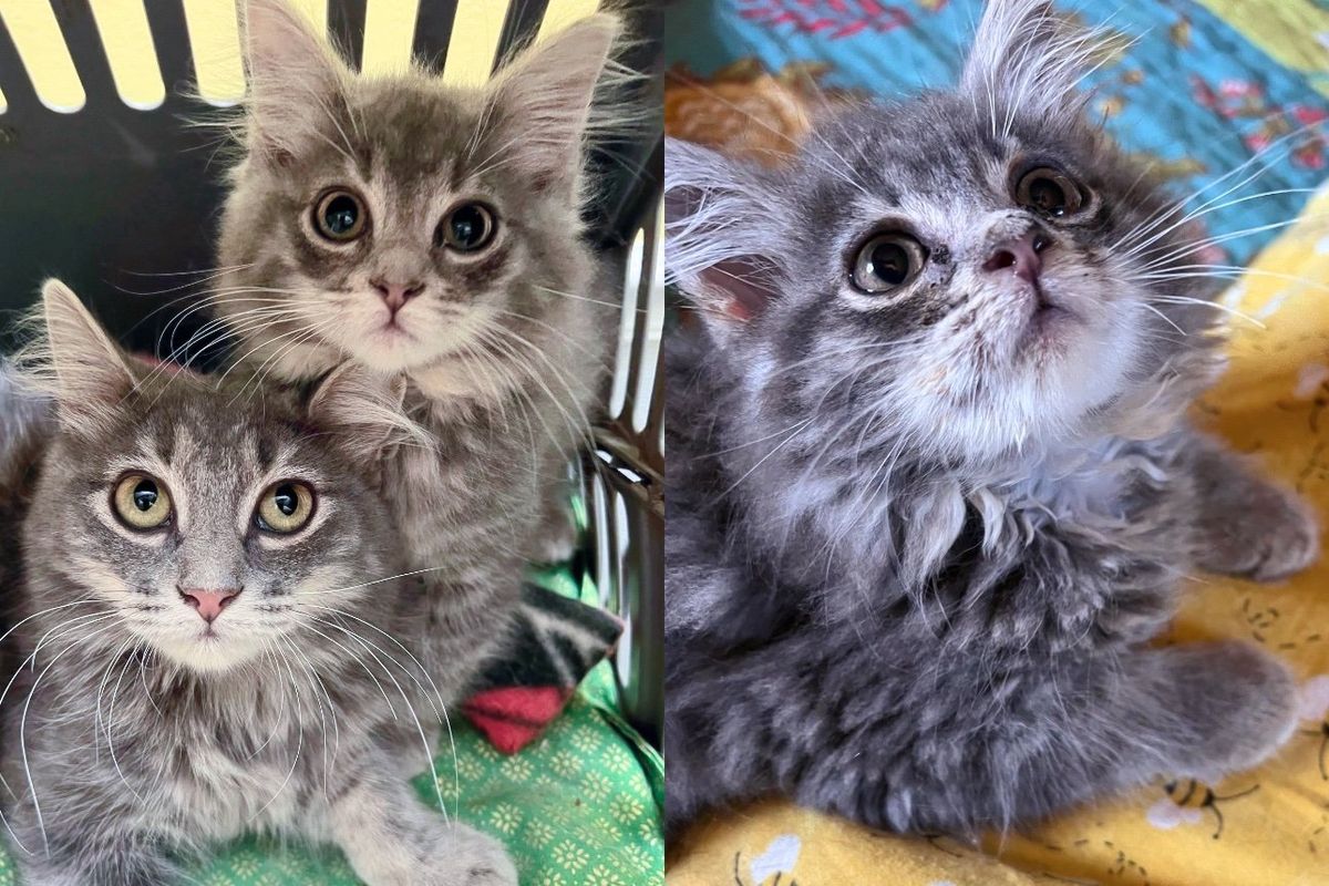 Kitten Appeared Outside a House, She Happened to Be the Stepsister of a Cat Saved Just Weeks Before