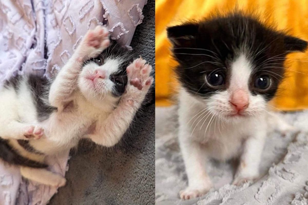 Kitten Meows Himself Hoarse Until Help Arrives, He Has a Heart-shaped Belly Patch and So Much to Give