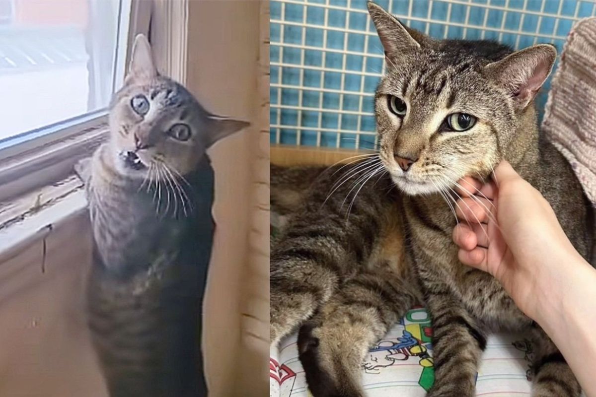 Cat Hiding Under Sink, Deserted in Apartment, As He Finds Hope, He Reveals the Spirited Kitten Within