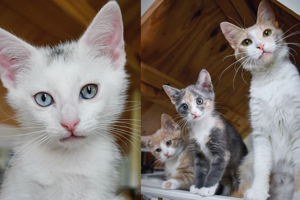 Courageous Kitten Approaches Kind Strangers for Help, Now He's Surrounded by Warmth of Cat Family