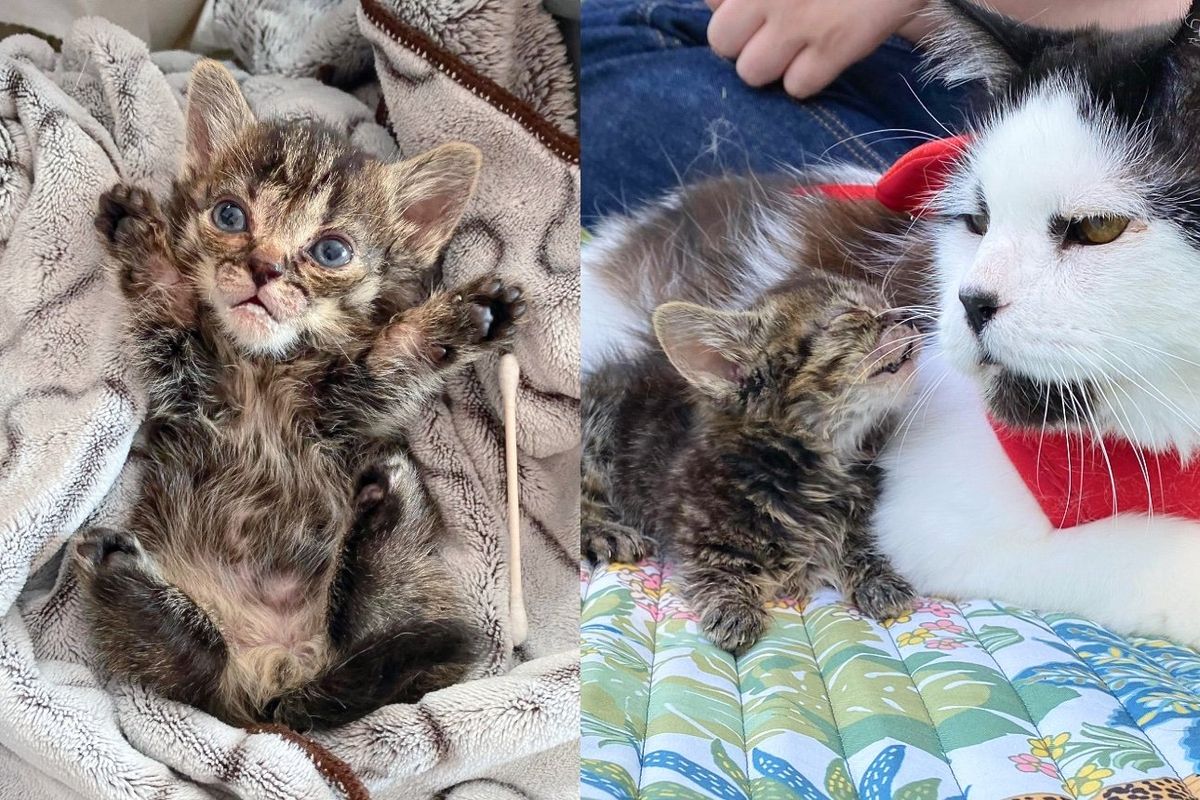 Kitten Born Outside and Facing the Odds Has So Much Fight in Him and Deep Love for Other Cats