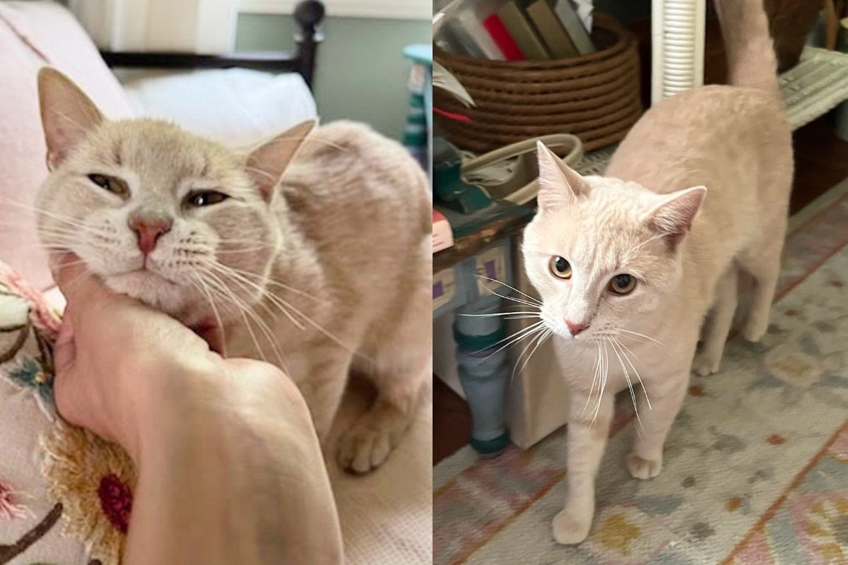 Forgotten Cat with a Forgiving Heart Showers People with Affection When He Receives What He Has Wished for