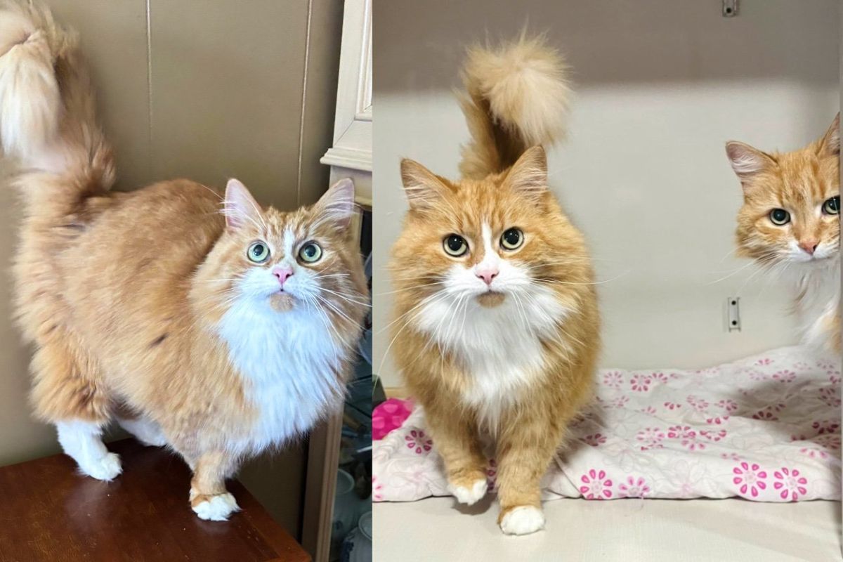 Person Went to Visit Animal Shelter but Ended Up Bringing Home Two Cat Sisters in Their Golden Years