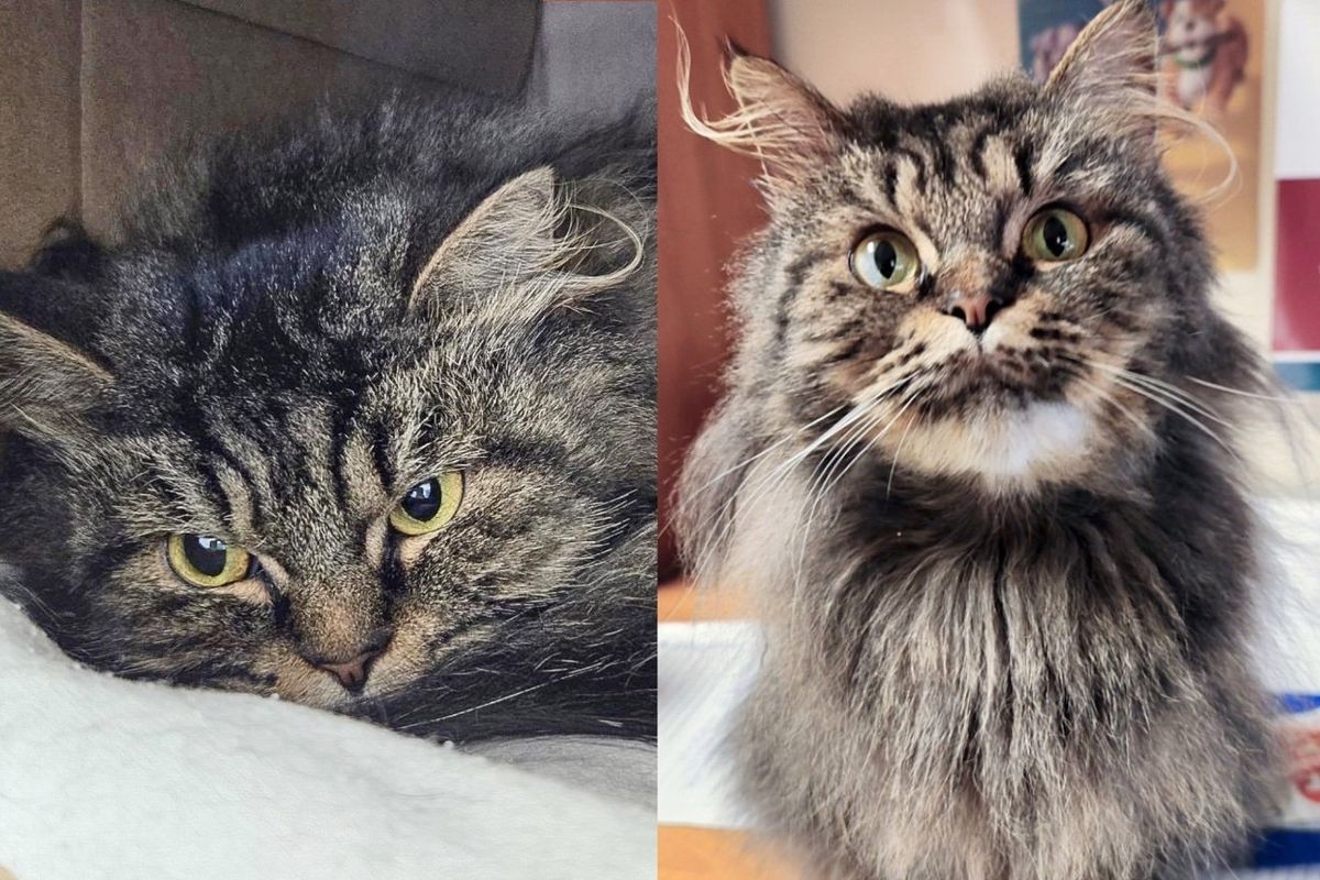 Shelter Cat Doesn't Know How to Open Up, Hiding Away, Until She Joins Staff in Office and Totally Blossoms