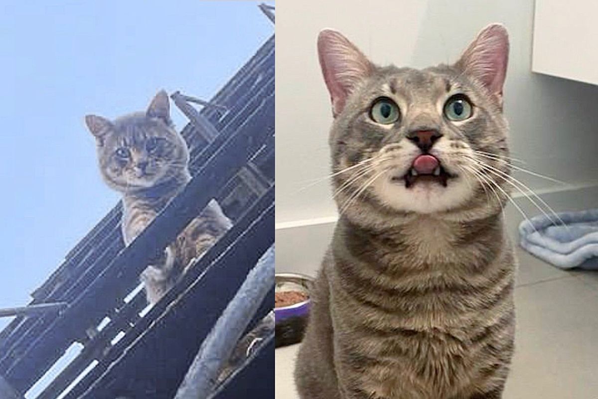 Smart Cat Saves Himself by Trying to Get into Apartment, Immediately Melts into a Warm Lap Once He's Safe