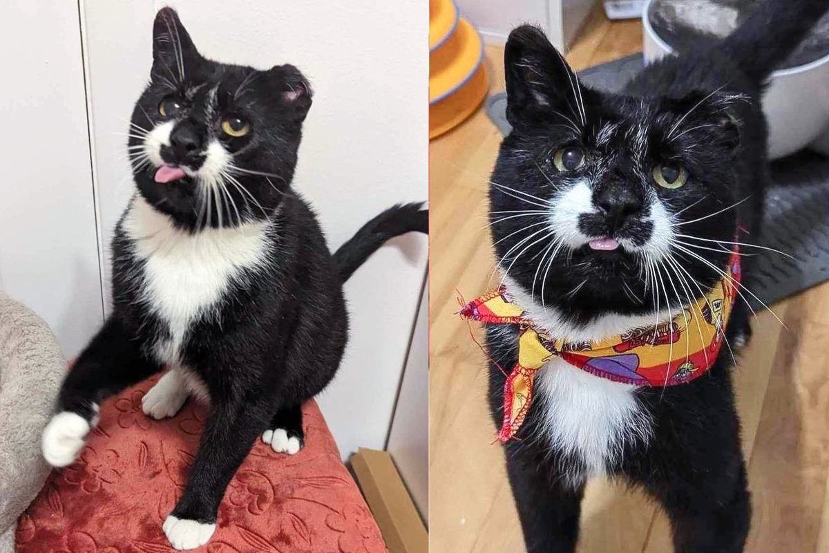 Stray Cat Steps into a Home for the First Time After Being Outside for Years, His World Completely Changes