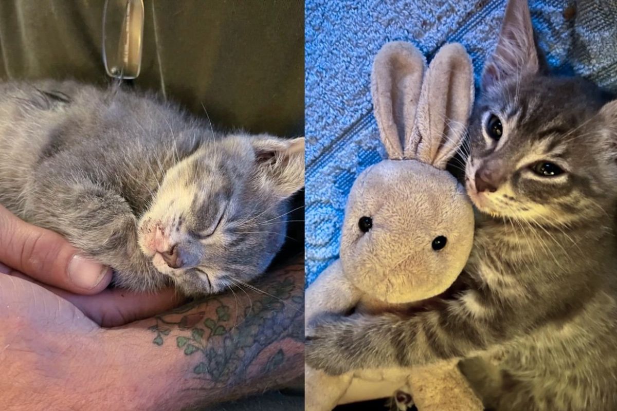 Kitten Spotted Jumping from Car by Person in the Right Place at the Right Time, He Felt at Ease When Held