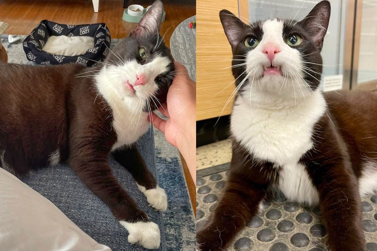 Cat Carries Toothy Grin Everywhere, She Knows Someday She'll Find Home Despite Being Returned Twice