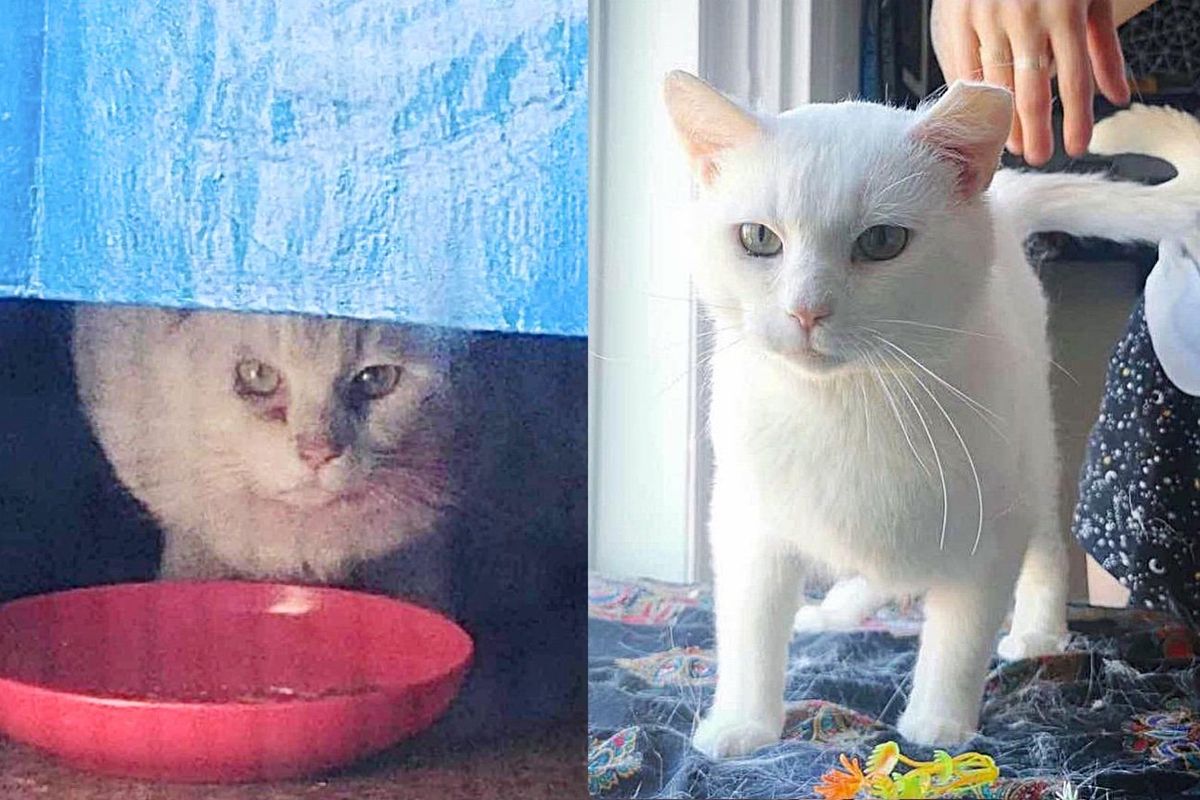 Stray Cat Appears in Neighbor's Yard, Ready for Change After Surviving Harsh Winter Outside