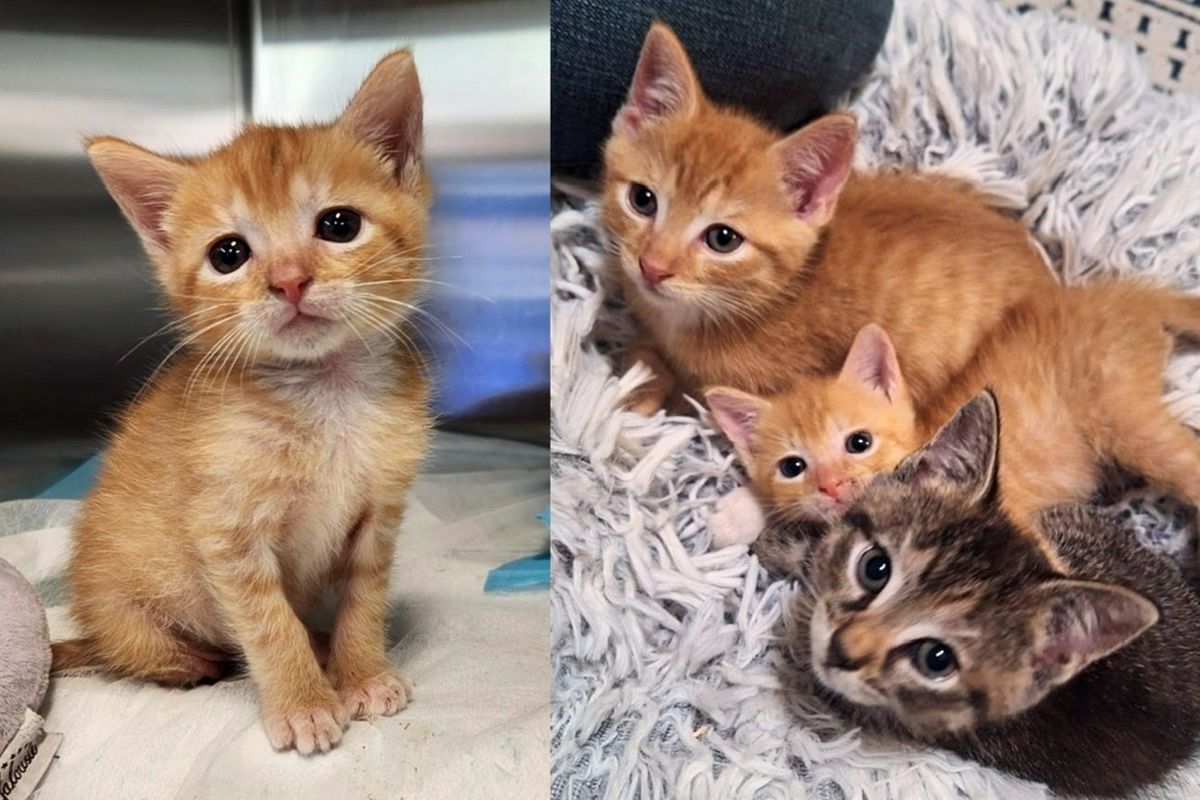 Couple Helps Kitten Missing a Limb and Becomes Attached to Him and His 'Greatest Protector'