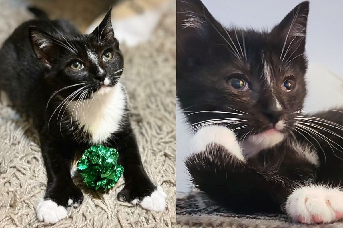 After Roaming Outdoors Blind, Kitten Can See Again with the Help of Compassionate People and Resident Cat