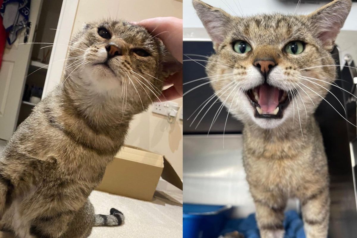 Cat Immediately Starts Seeking Attention, Making Up for Those Years He Spent as a Stray