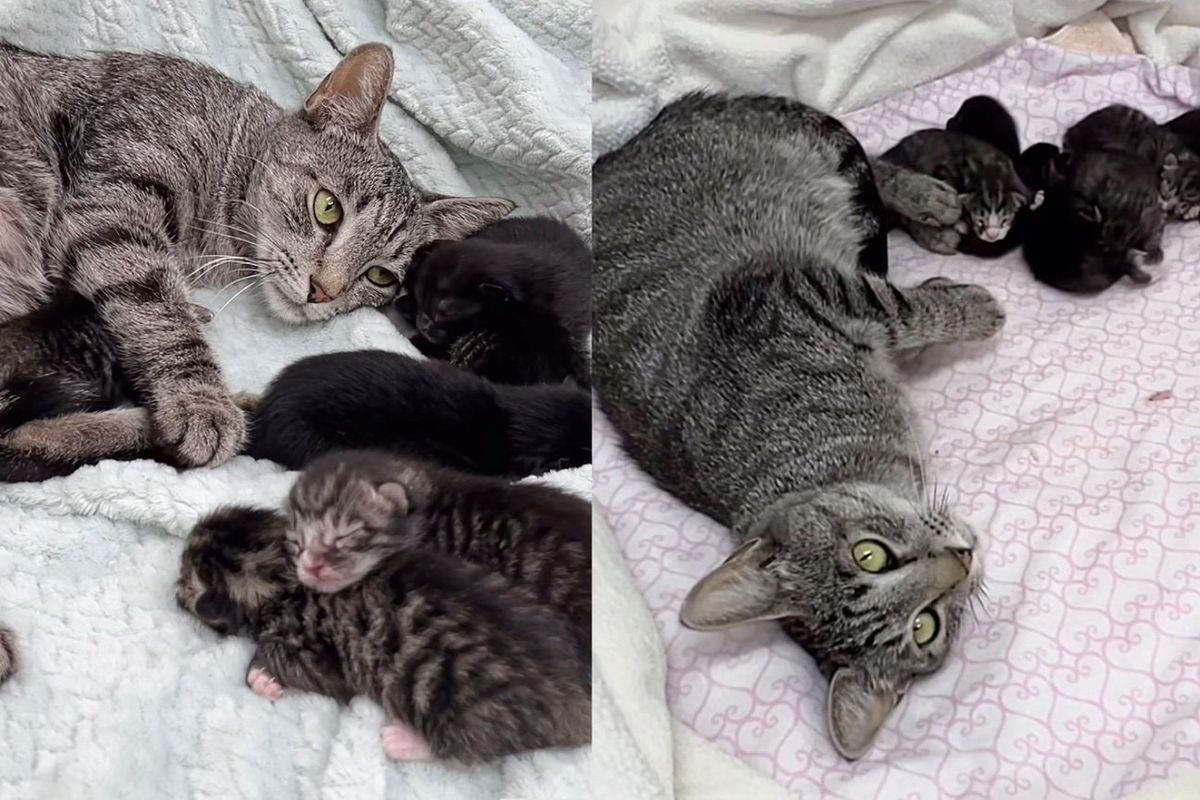 Cat Discovered in a Crate Outside with Handwritten Note, Days Later She Brings Kittens into the World