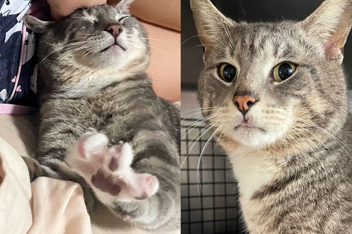 Cat Had Challenging Start But Let Nothing Stop Him When He Moved Indoors, Running Around Like Pro with 3 Legs