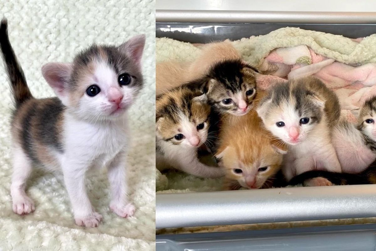 Seven Tiny Kittens Pulled Out of Animal Shelter and into New Chapter Full of Joy and Adventures
