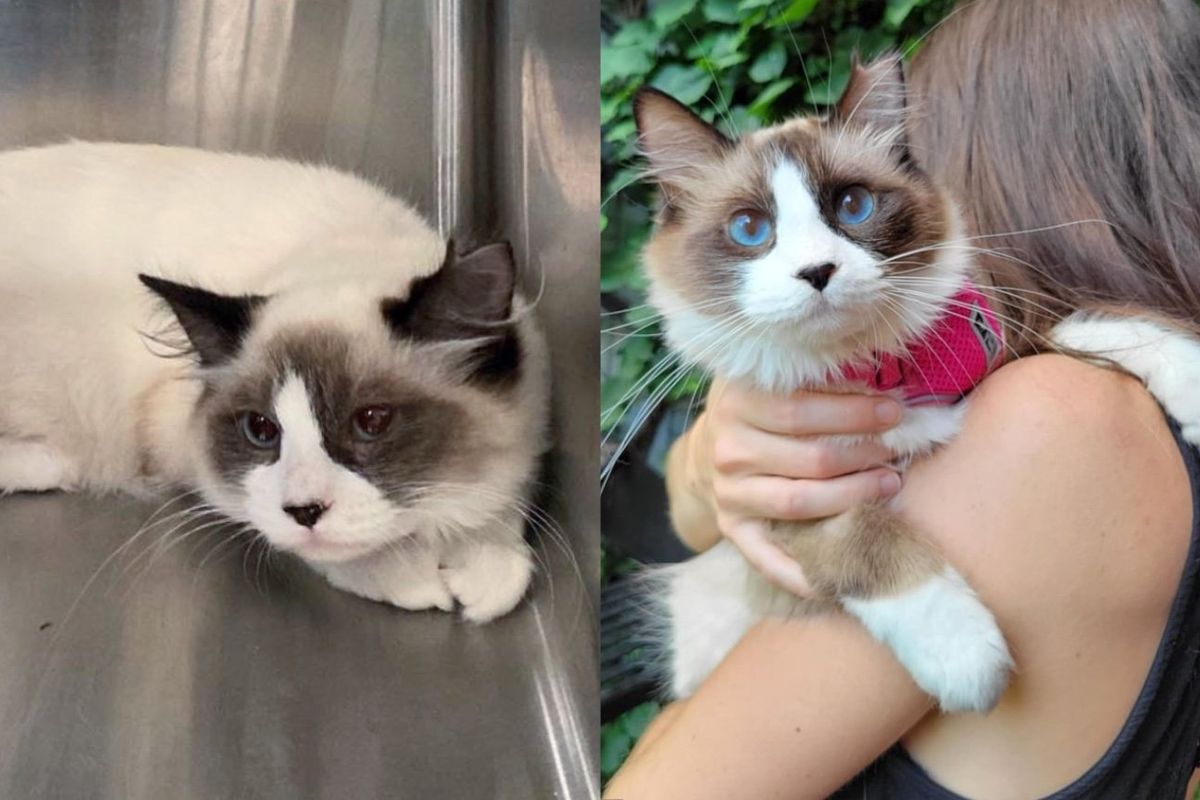 Kitten Starts to Trust with the Help of Another Cat After Months of Being Outside and Weeks of Hiding