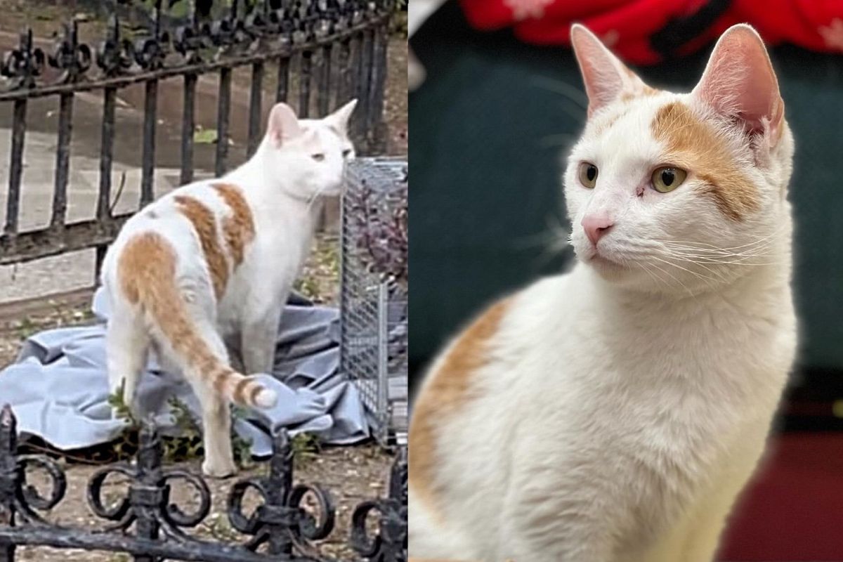 Cat Sits Outside, Trying to Get Inside a Building for Weeks Until a Couple Steps in to Help