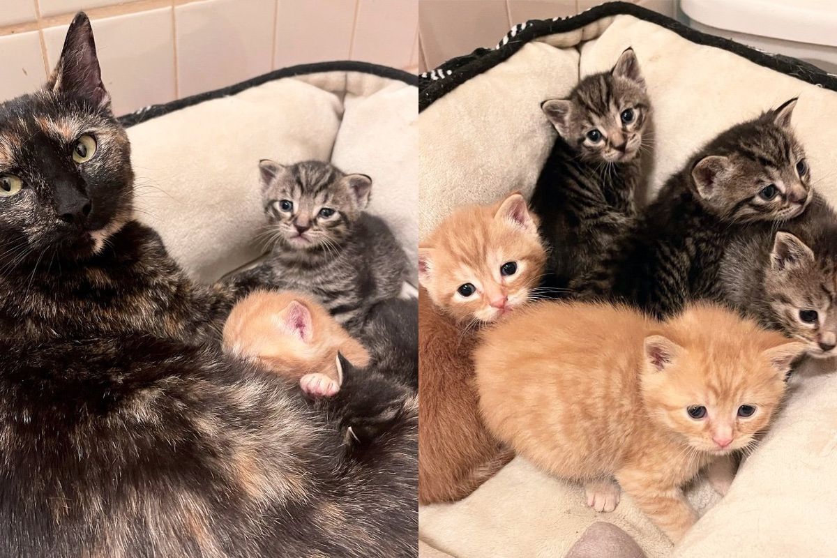 Cat Tends to Many Kittens, Including Orphans from a Yard, While Awaiting Her Happily Ever After