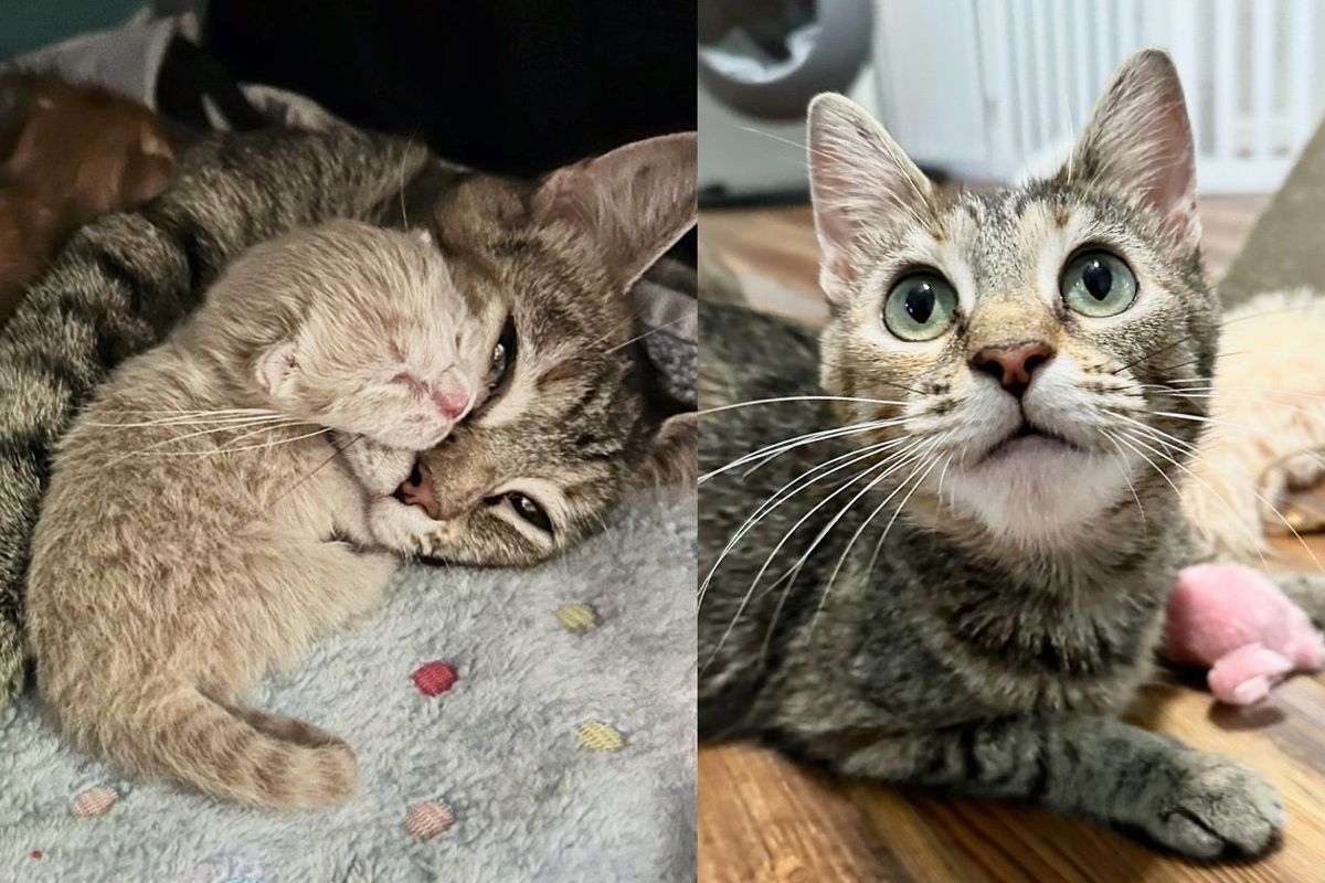 Volunteer Went to Animal Shelter to Get Kittens but Came Home with Cat that Needed Her Help