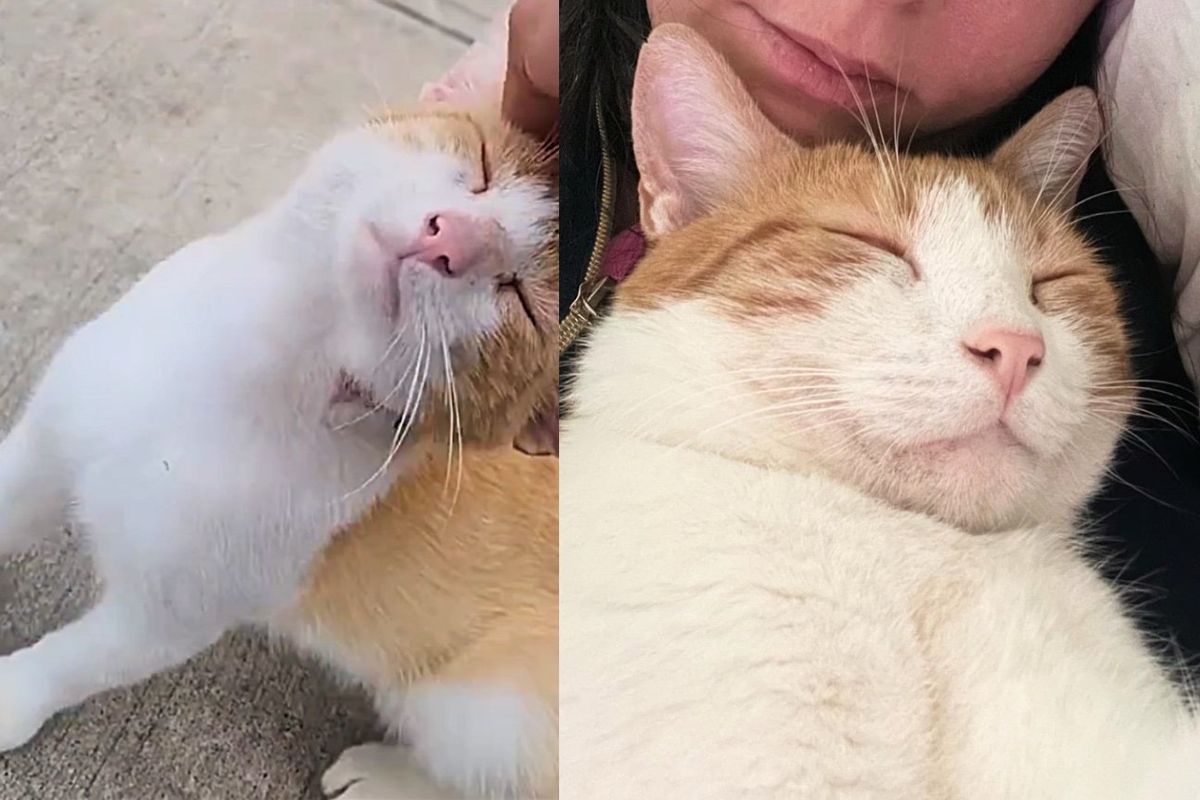 Cat Follows Passersby Around, Asking for Help Until Someone Stops for Him and Changes His Life