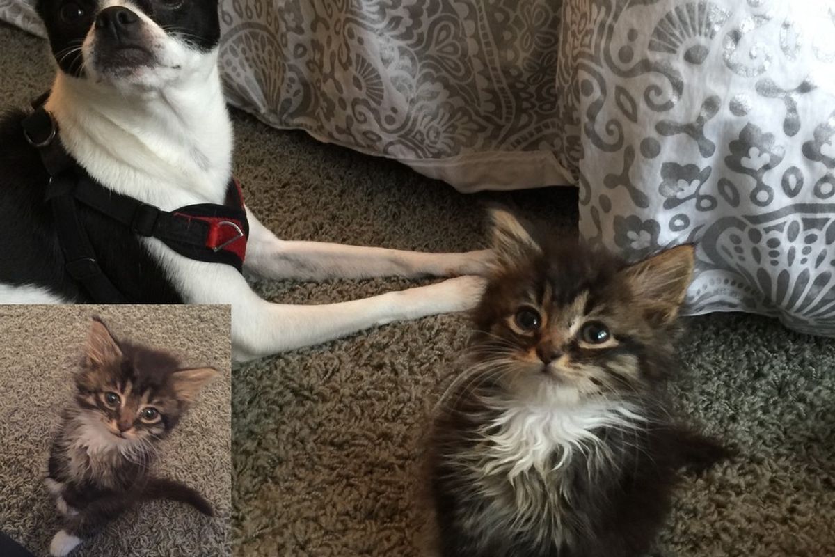 Kitten Stands Like a Kangaroo, Will Meow Her Way into Your Heart