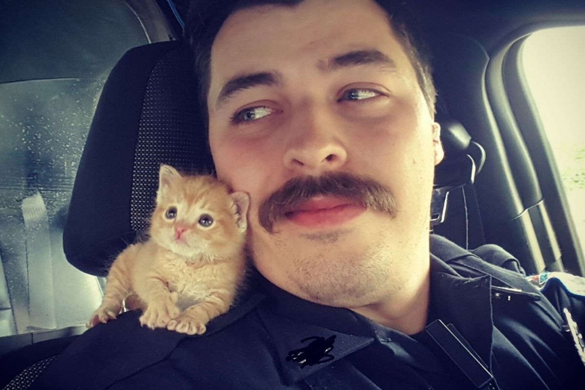 He's Rescued and Found His New Partner, Who Thought the Stache Was His Mom.. (with updates)