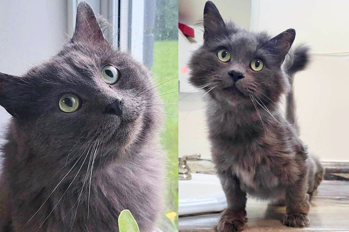 Cat Came to the Right Patio for Snacks and Kept Coming Back Until He was No Longer a Stray